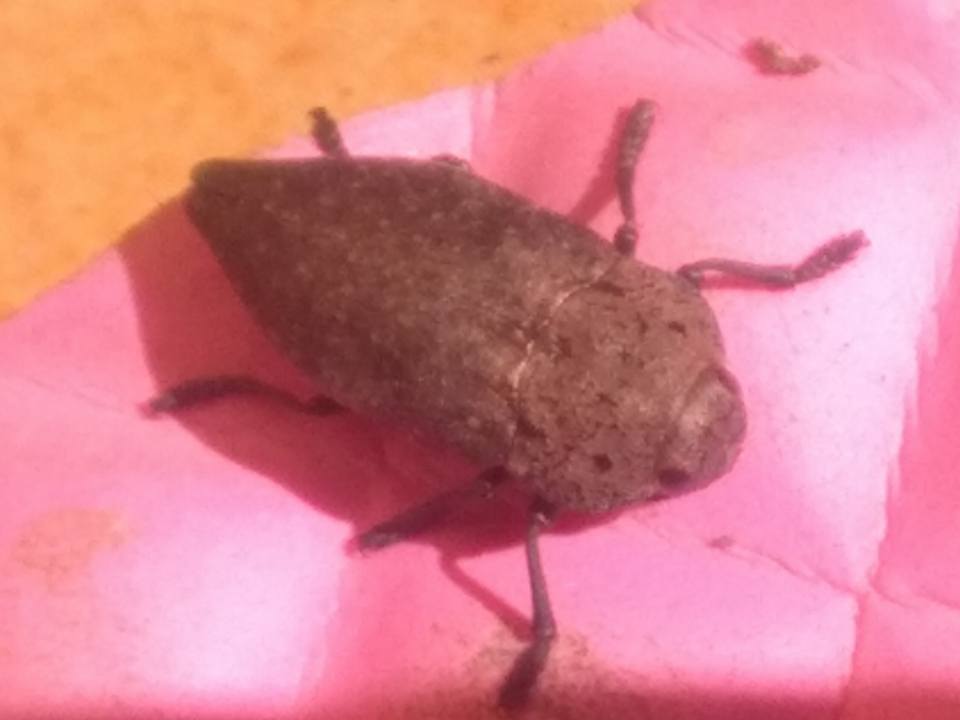 Capnodis tenebricosa (Buprestidae) ?  S !